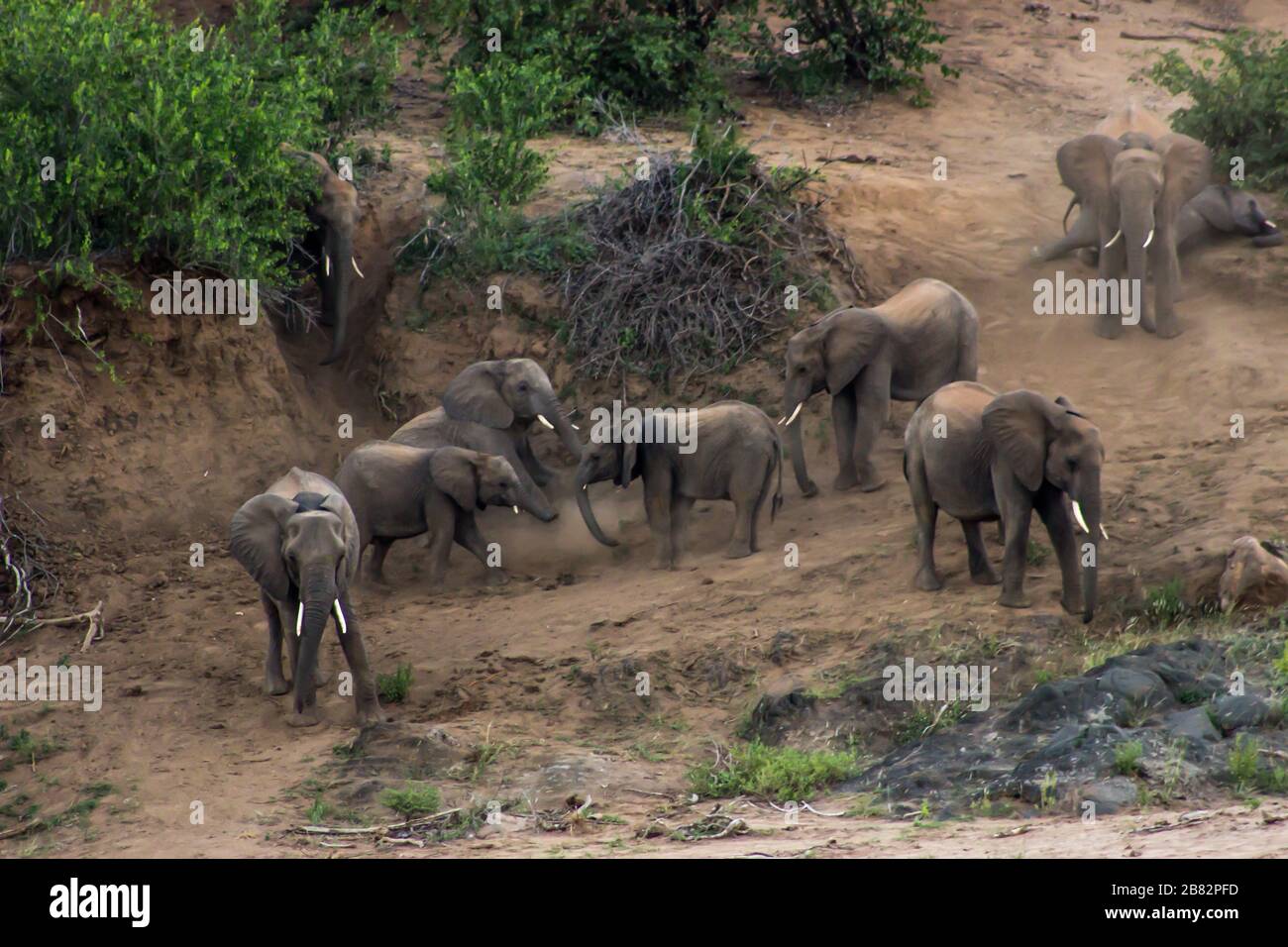 A small herd of African elephants (Loxodonta africana) descending a steep sand bank to go and have an afternoon drink at the river below Stock Photo