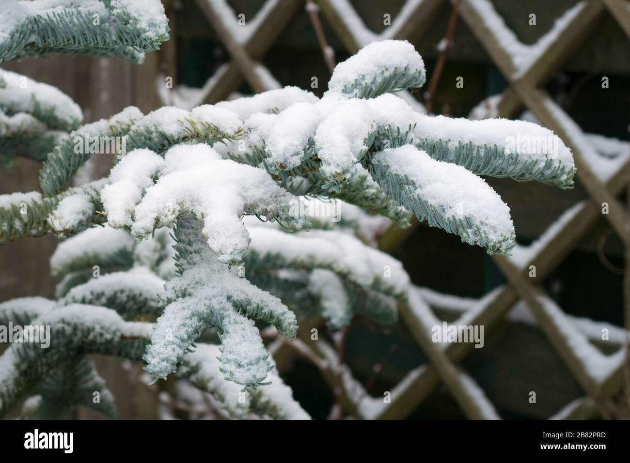 Branches and blue needles of Noble Fir (Abies procera) under a layer of snow. Stock Photo