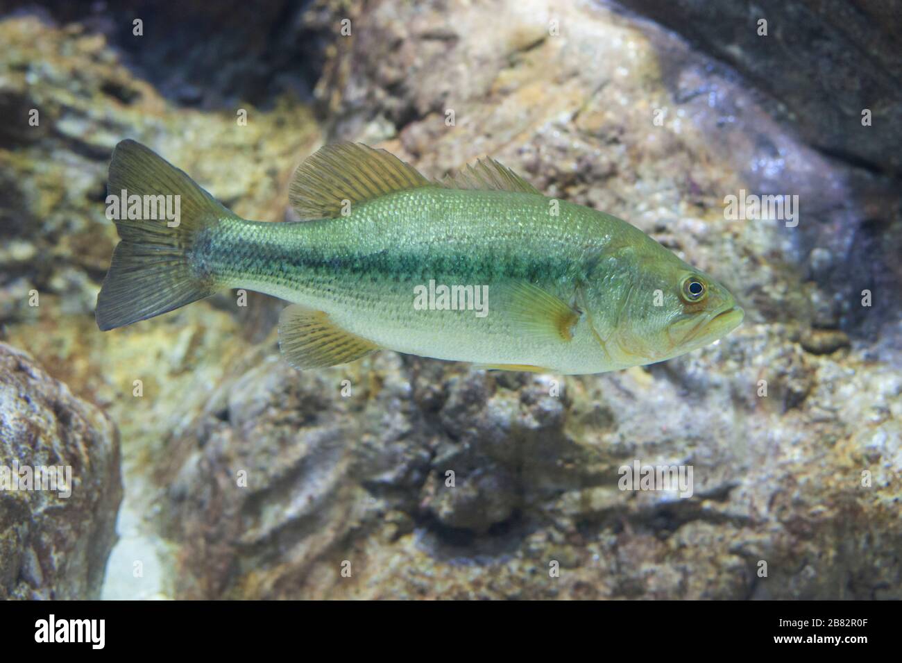 A Largemouth Bass, Micropterus salmoides, floats motionless Stock Photo