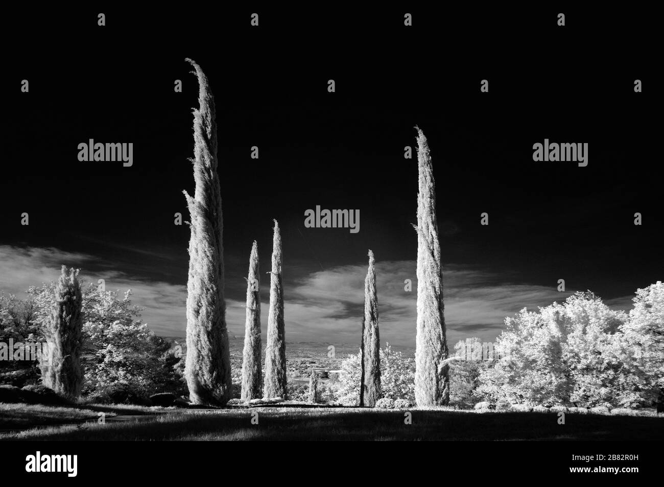 Infrared, Black & White or Monochrome Line or Rows of Mediterranean Cypress Treesor Cypresses, Cupressus sempervirens, Provence France Stock Photo