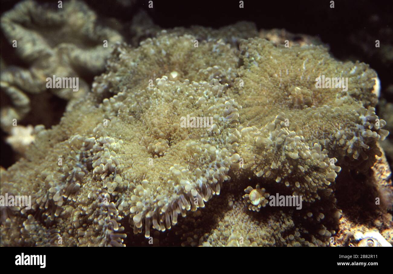 Hairy mushroom coral, Rhodactis sp Stock Photo - Alamy