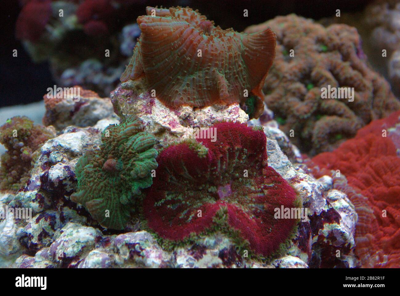 Hairy mushroom coral, Rhodactis sp. Stock Photo