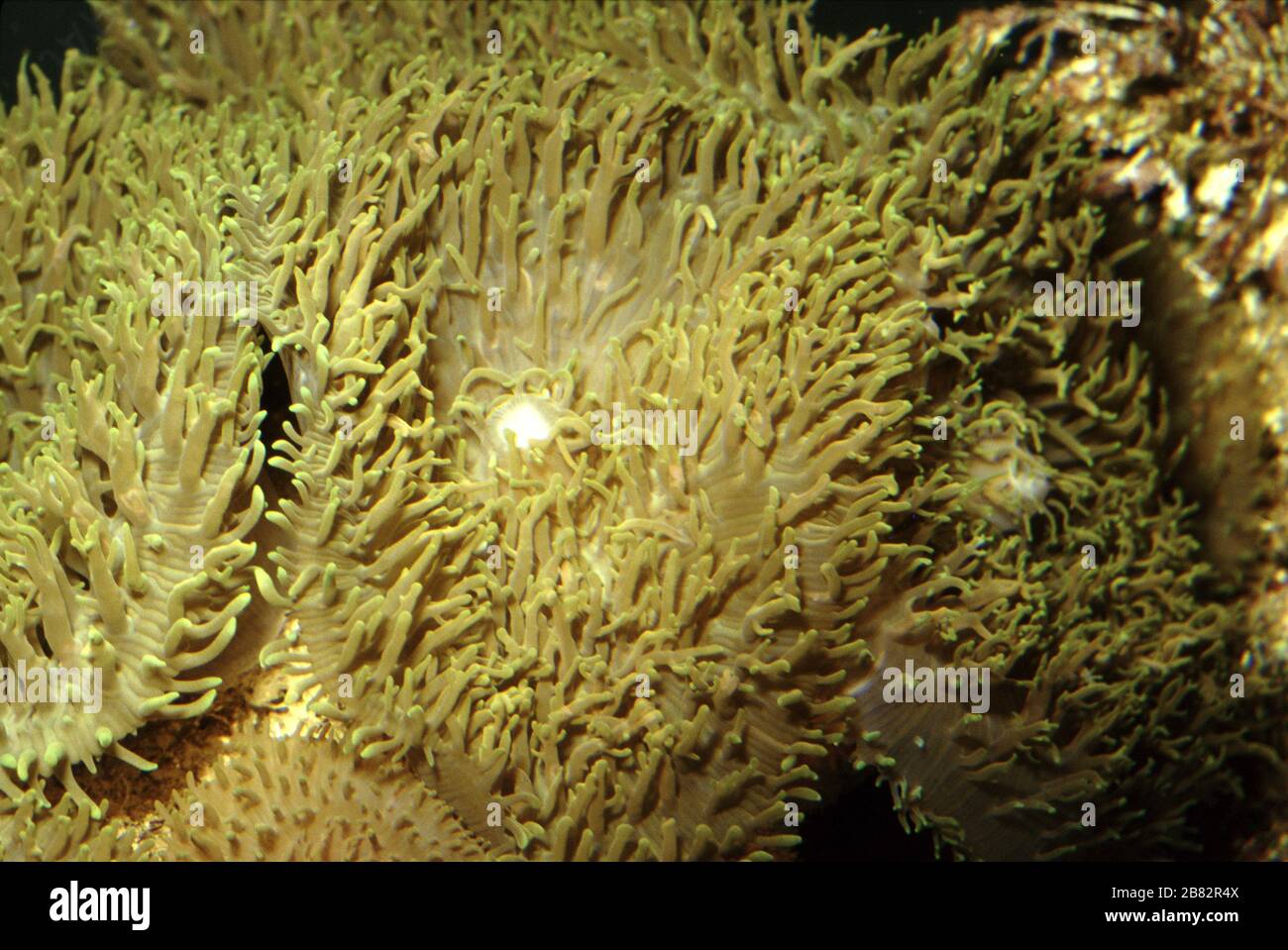 Hairy mushroom coral, Rhodactis indosinensis Stock Photo