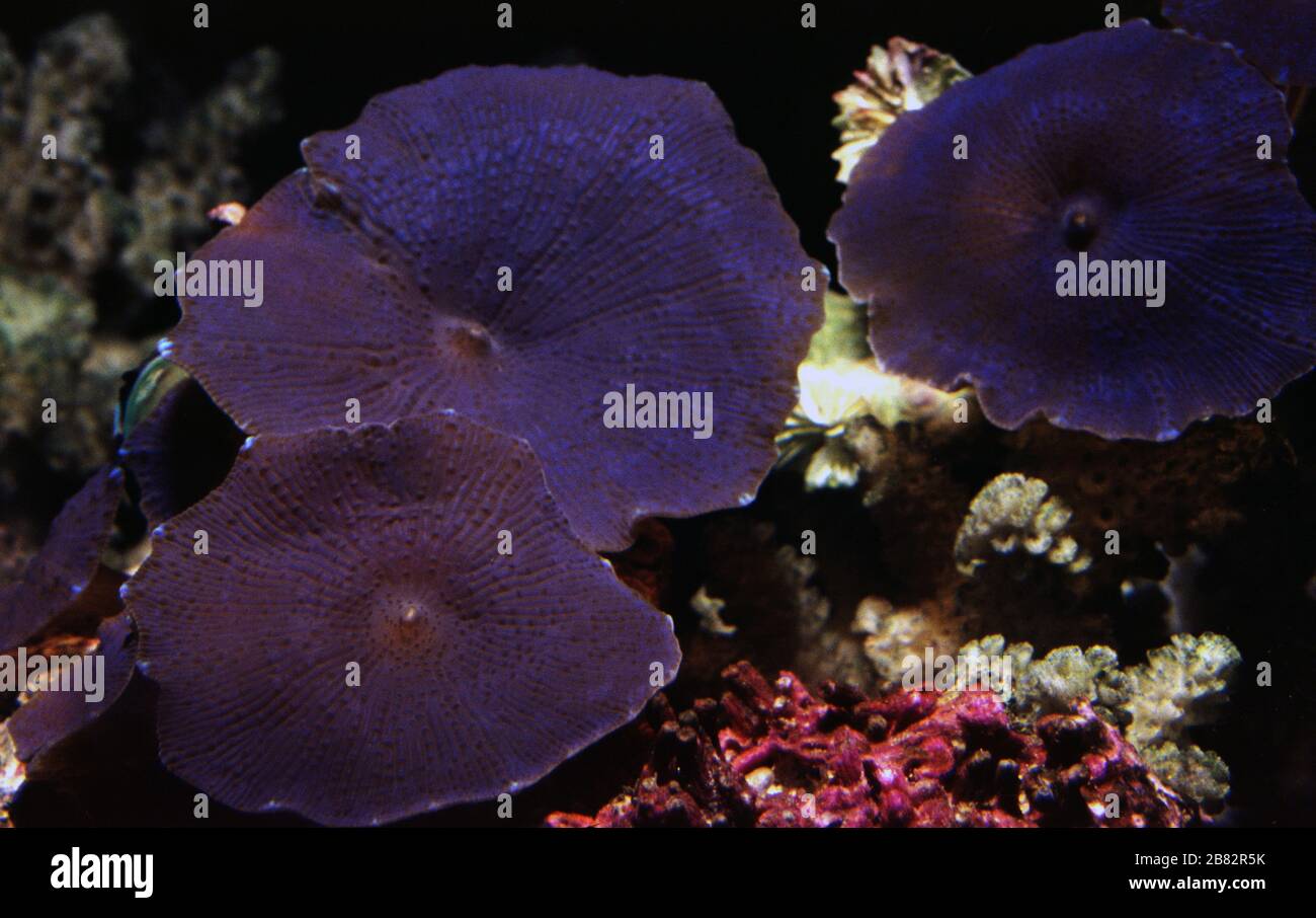 Mushroom coral, Discosoma sp. Stock Photo