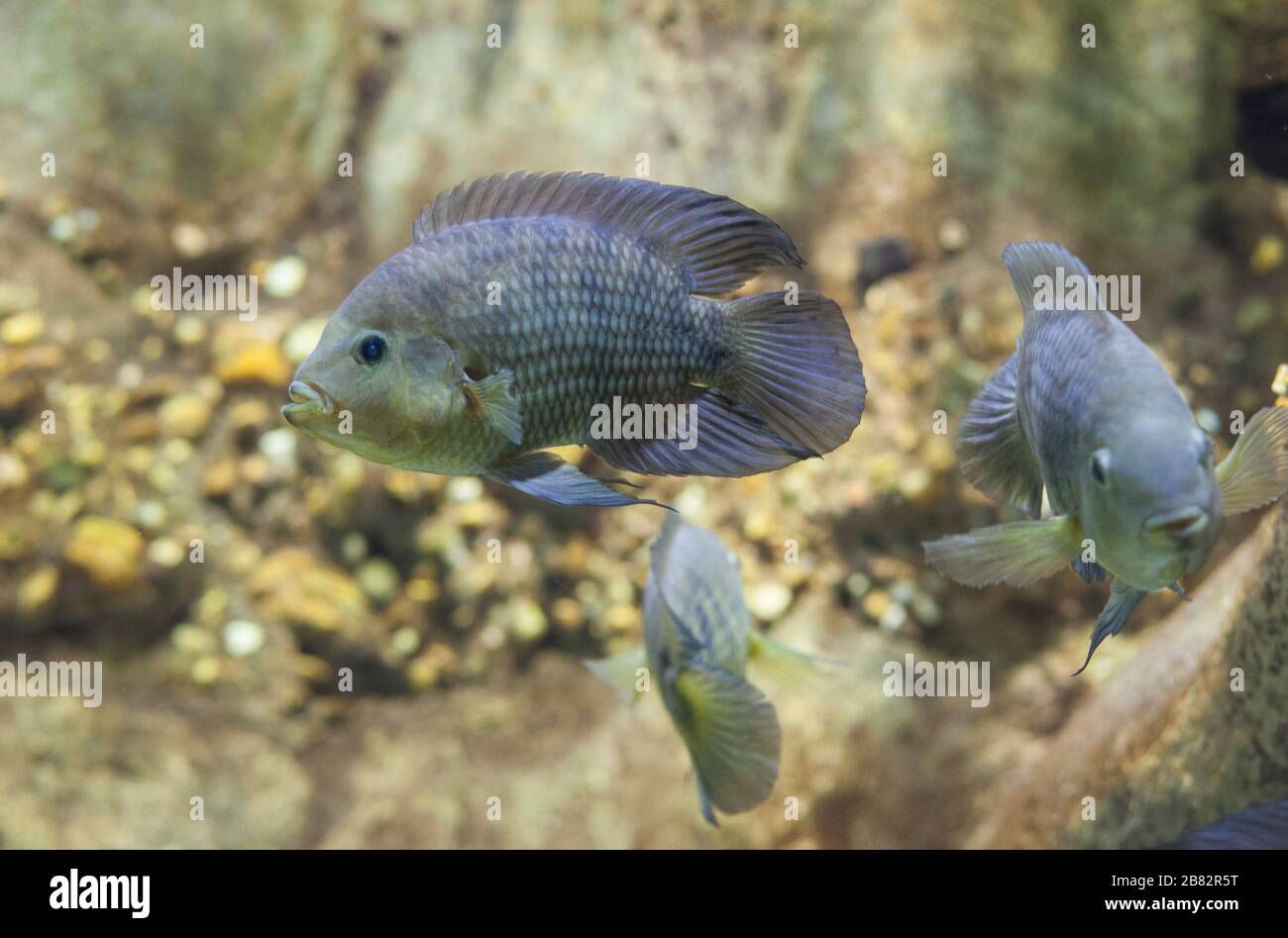 Australoheros facetus or  chameleon cichlid or chanchito, a species of cichlid fish Stock Photo