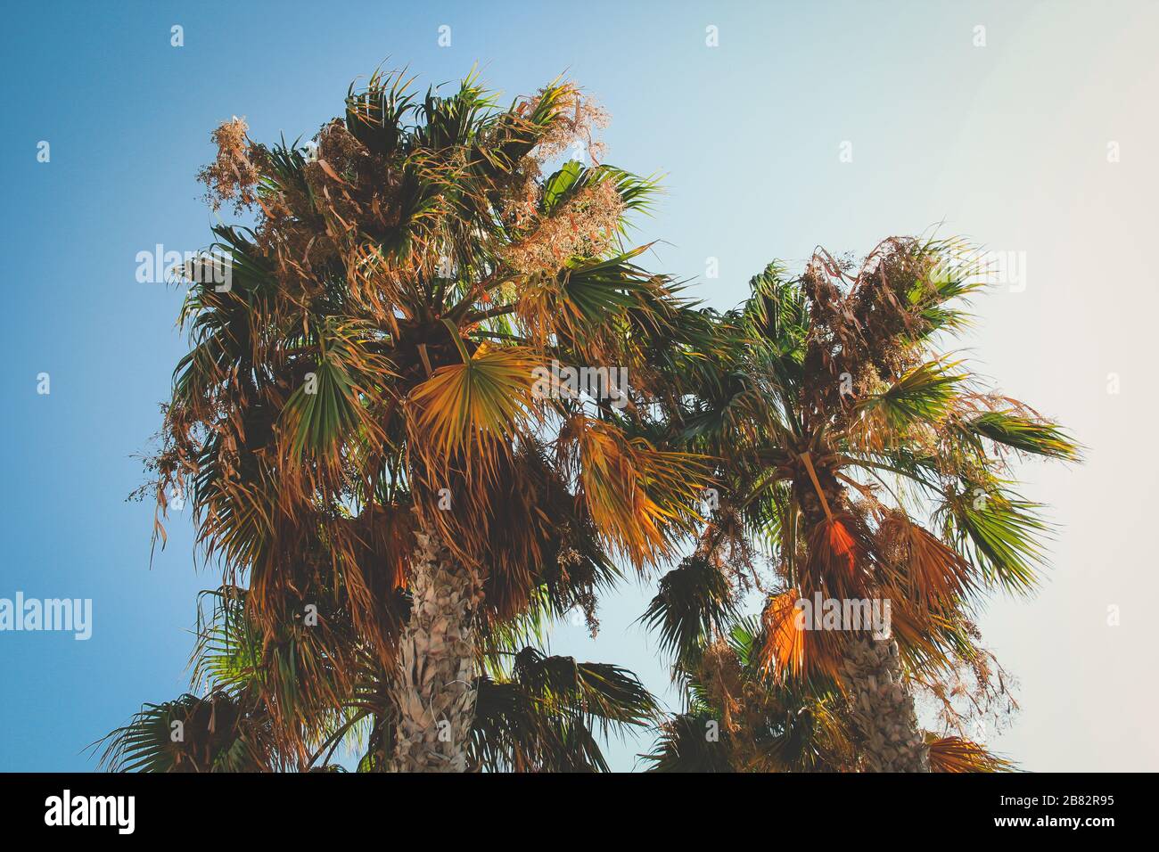 Palm Trees in Alicante Spain with Blue Sky Stock Photo Alamy