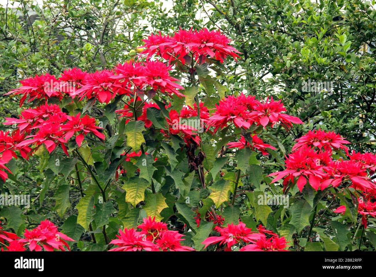 Mexican Christmas flower (Nochebuena). Euphorbia pulcherrima