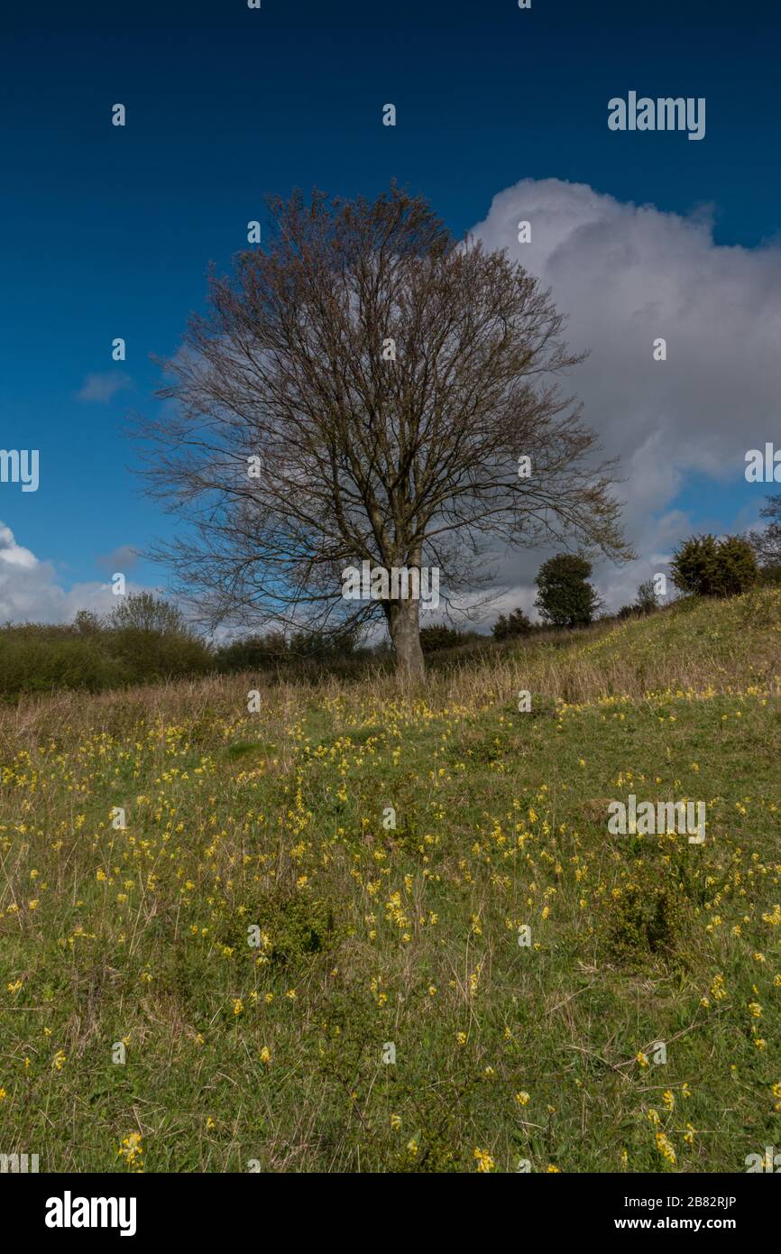 Noar Hill Nature Reserve east hampshire chalk downs white beam tree Stock Photo