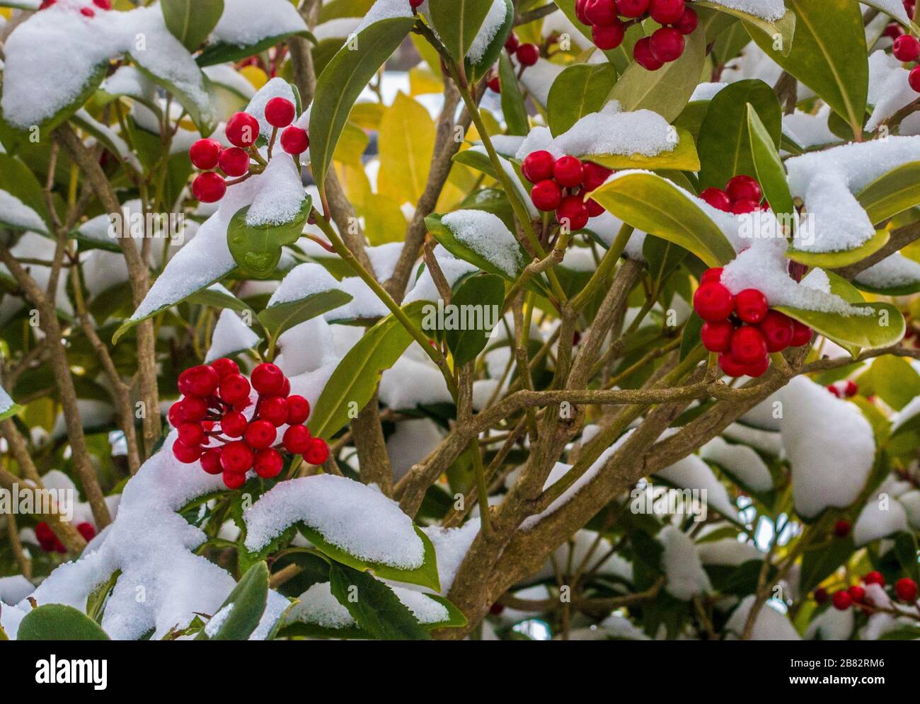 Skimmia japonica Redruth - Large Plant in the snow with red berries Stock Photo