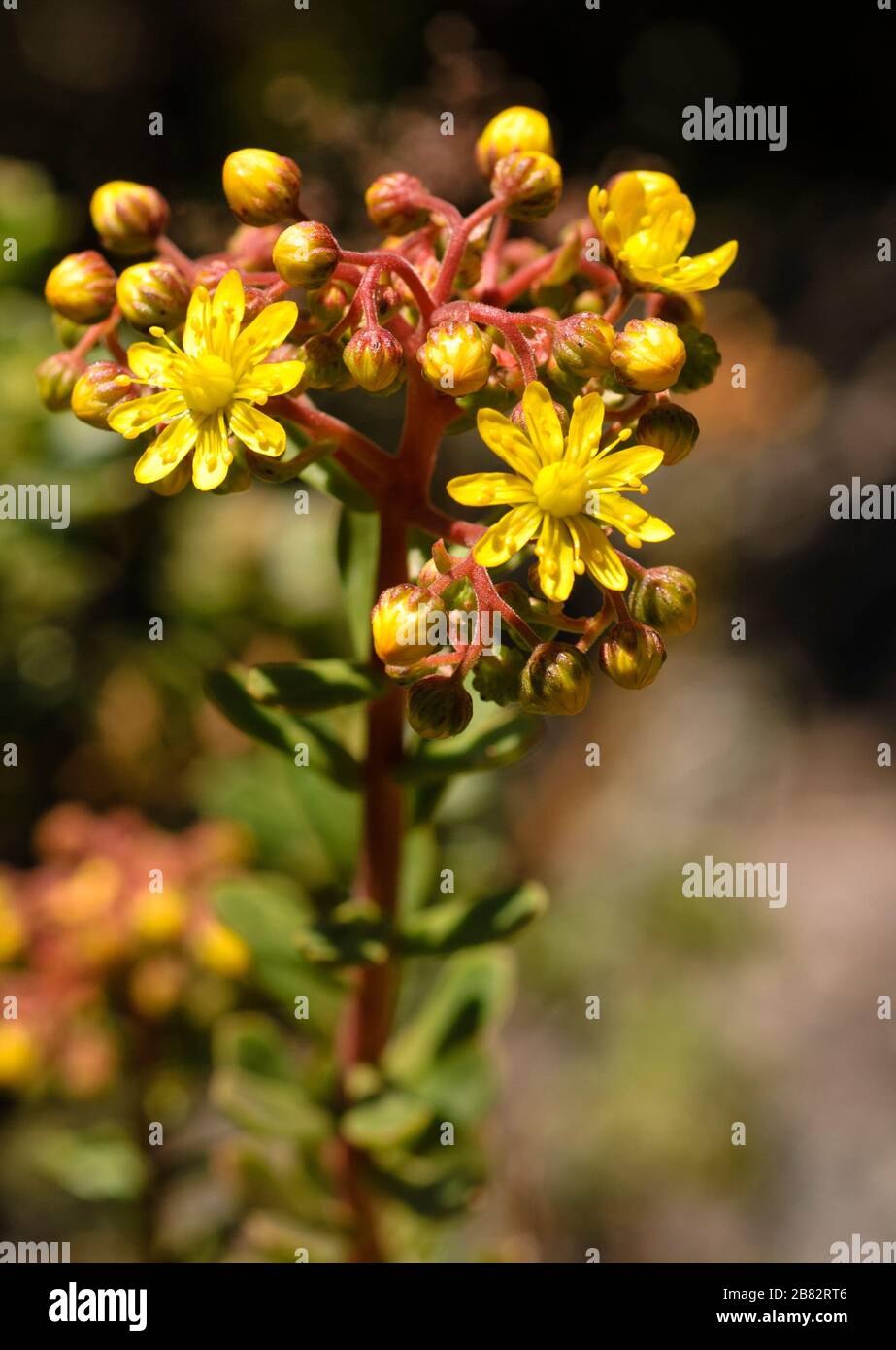 Aeonium spathulatum, Canary endemic member of the stonecrop family Stock Photo