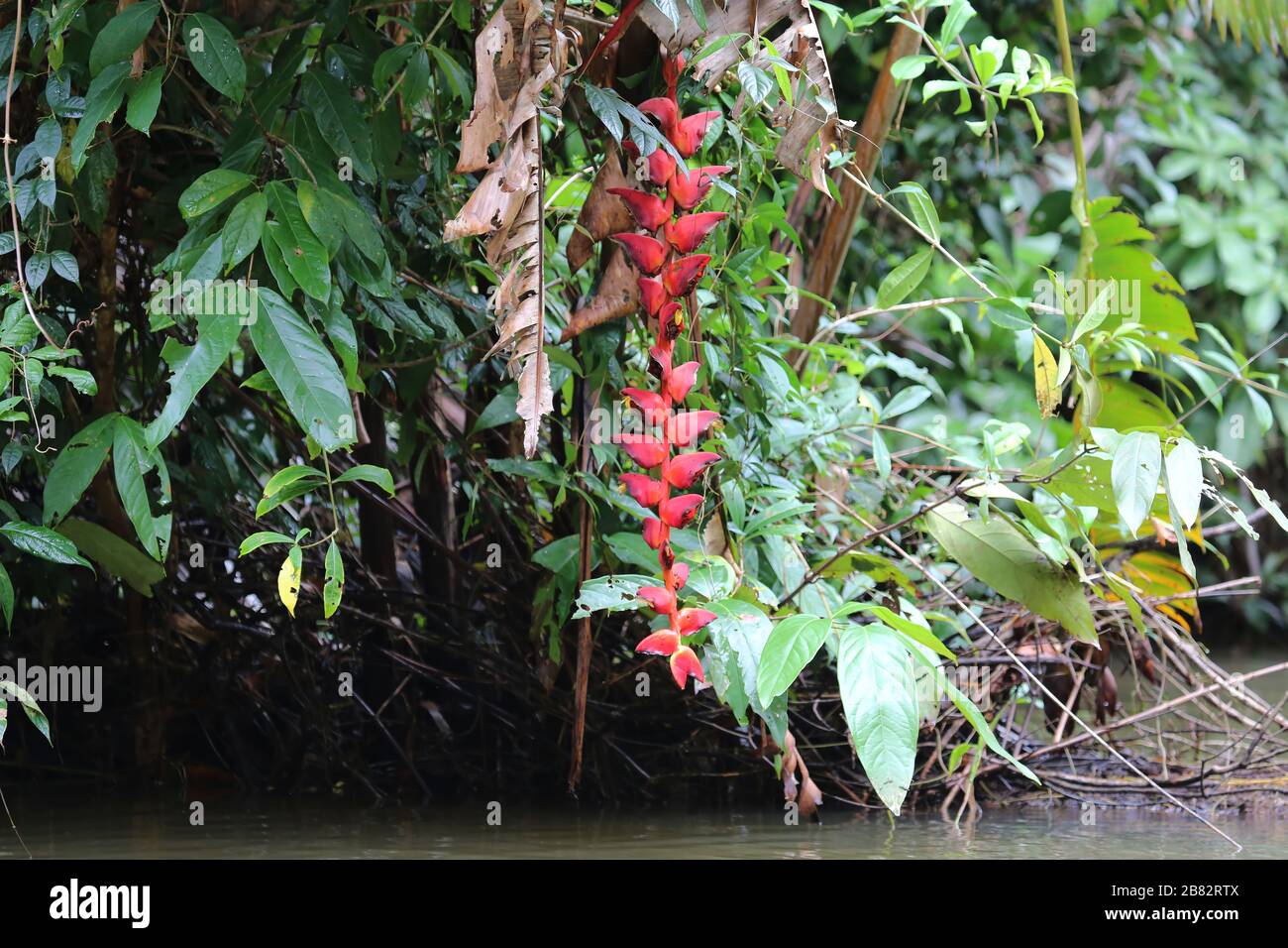 Hanging lobster's claw, Tortugero Park, Costa Rica Stock Photo Alamy