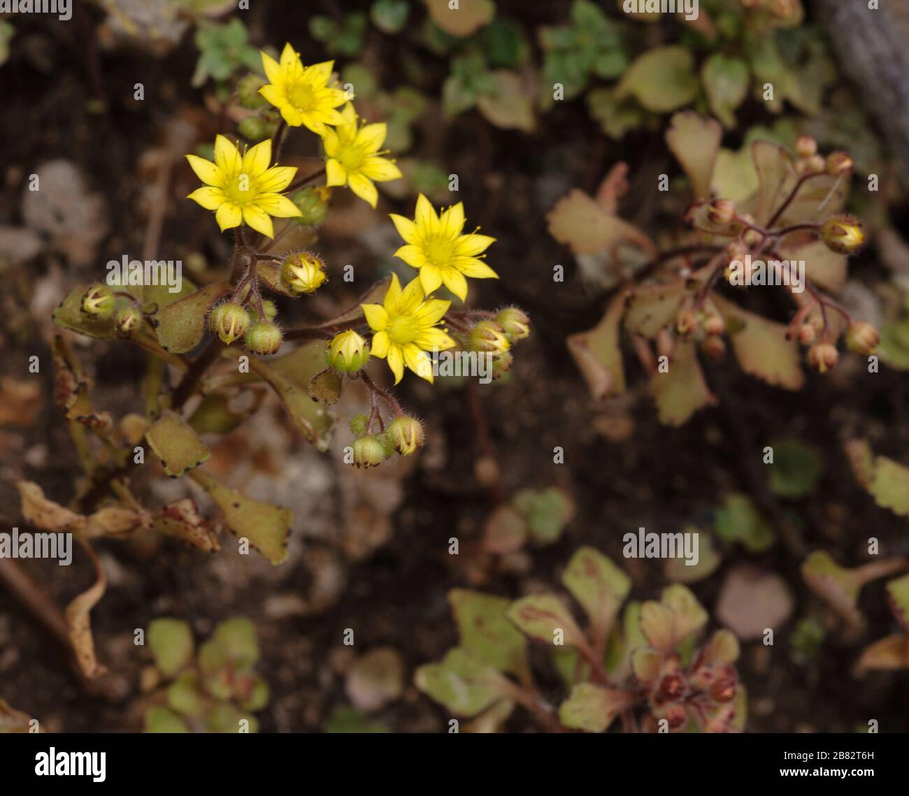Aichryson punctatum, endemism of the Canary islands, stonecrop family Stock Photo
