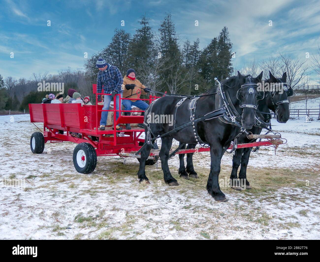 Scenes from Christmas Tree Farm in Hockley Valley near Orangeville