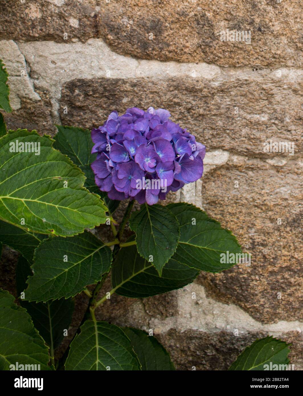 blue purple hydrangea flowers Stock Photo - Alamy