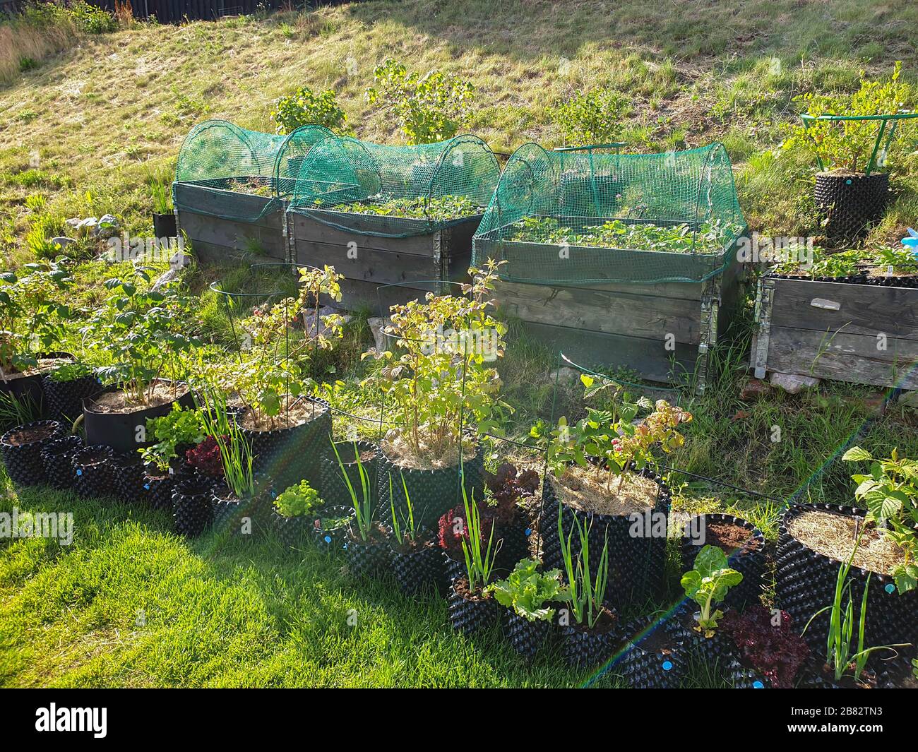Small garden in plastic pots and pallet collars. Beautiful spring