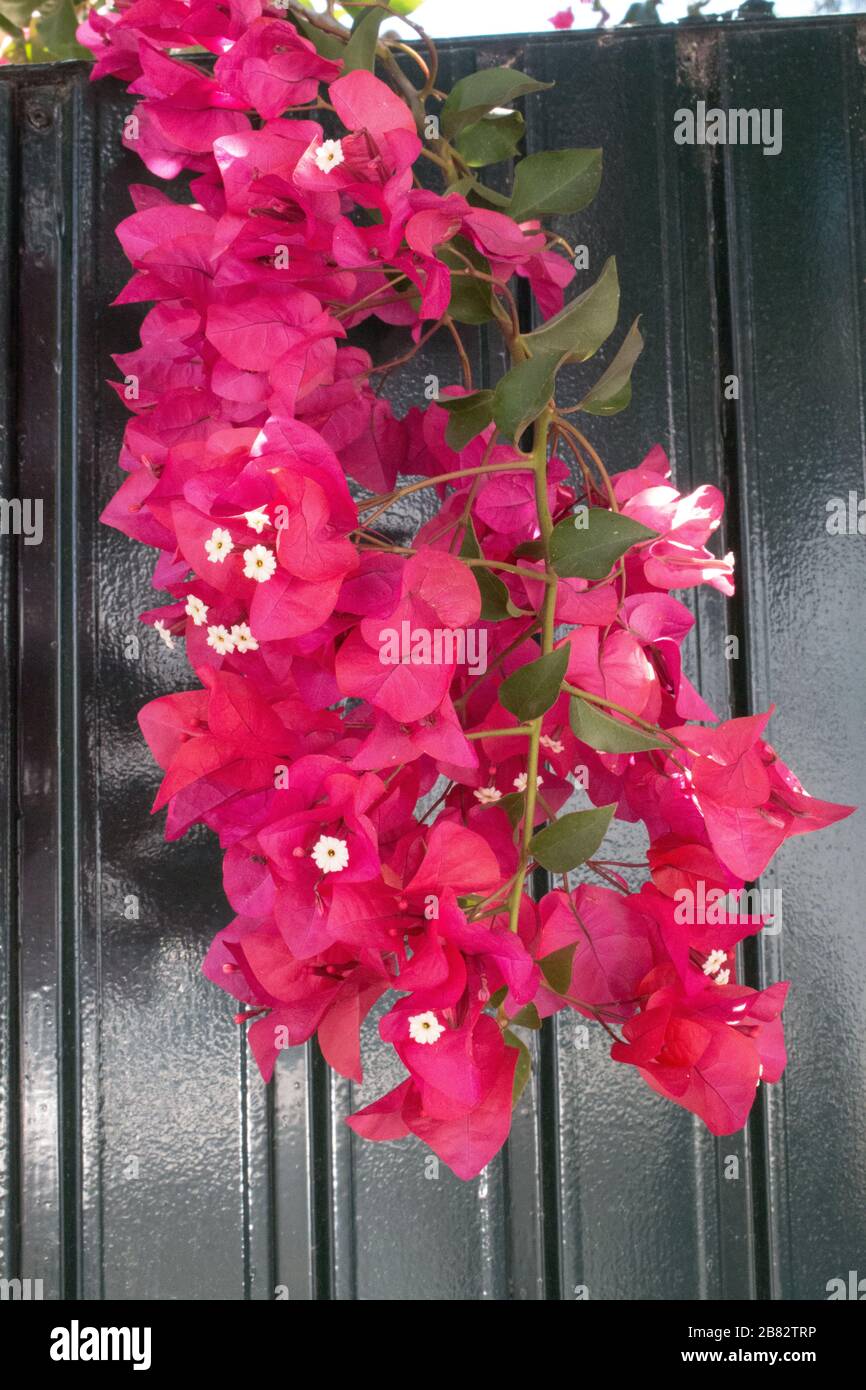 Bougainvillea growing in southern spain Stock Photo