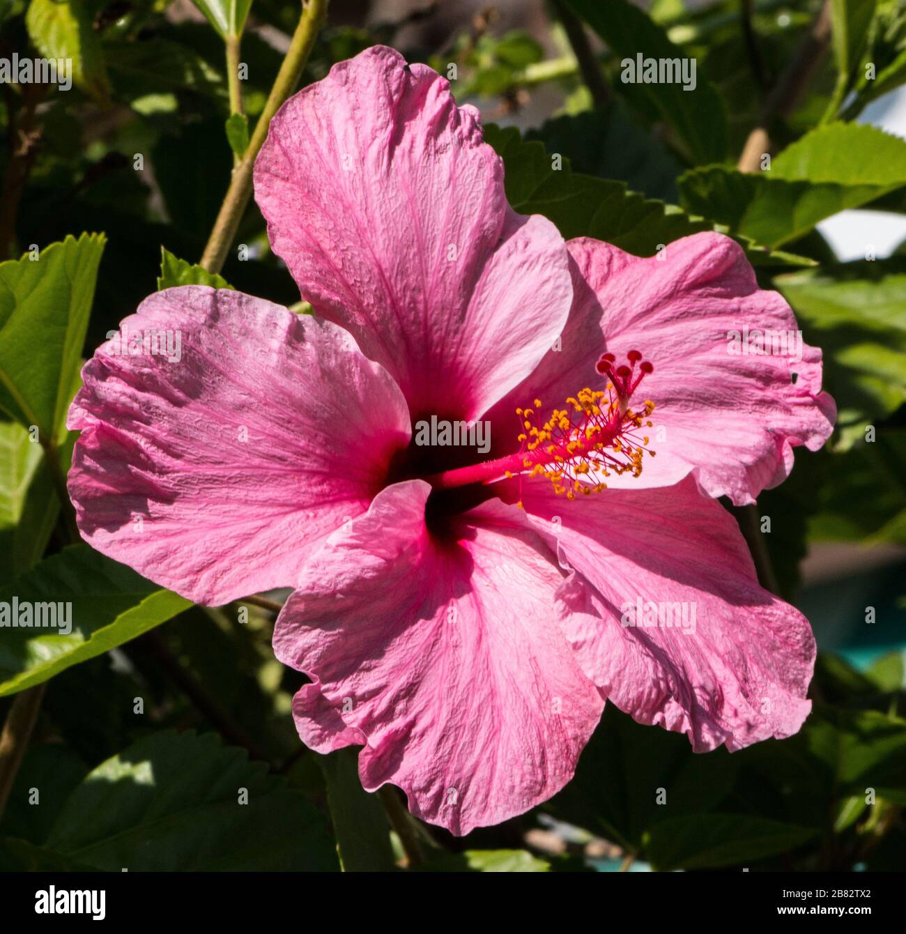 Pink Hibiscus flower used to make tea and grown for its showy flowers