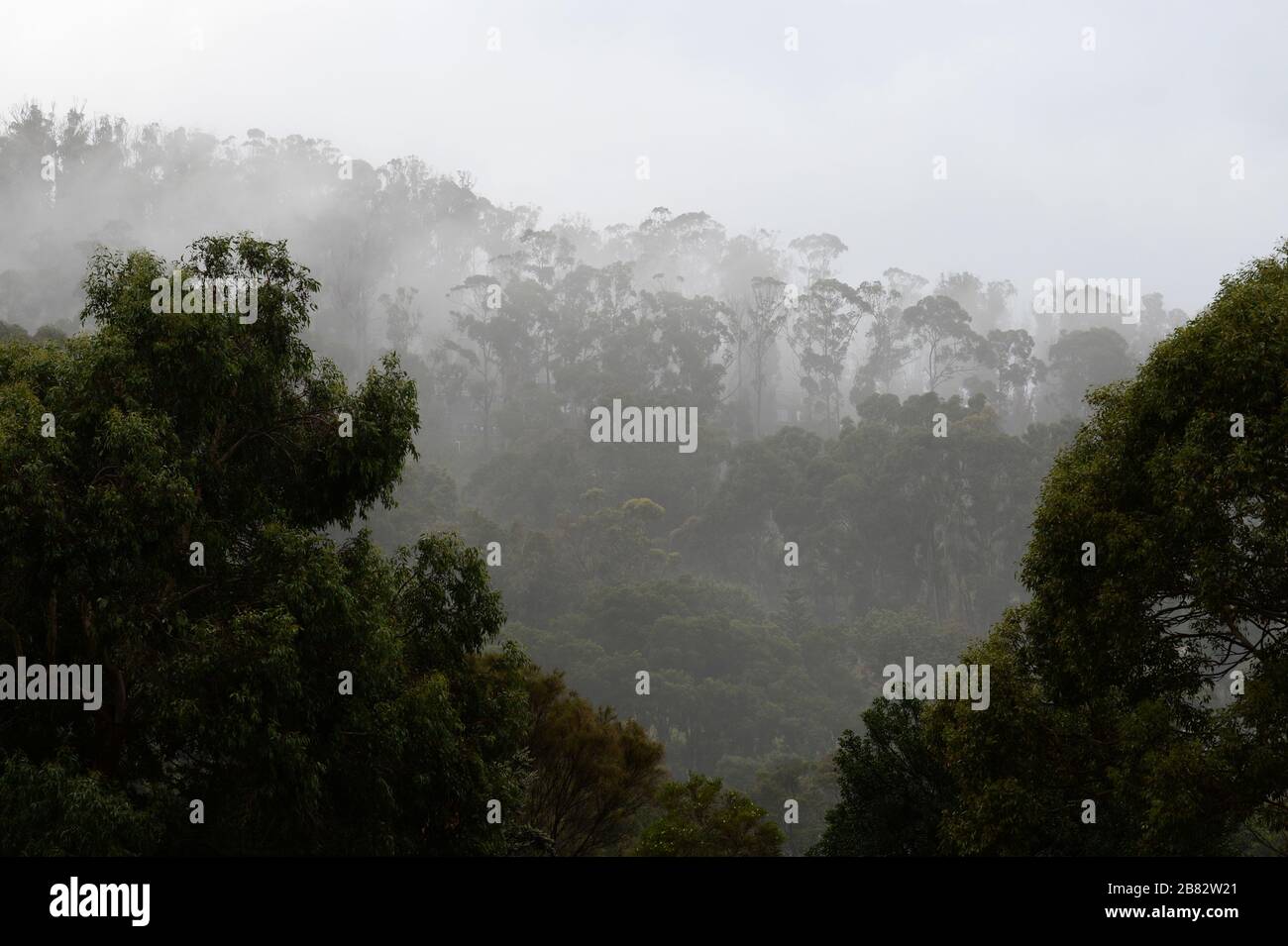 Low mists hang among the trees on forest hillside Stock Photo