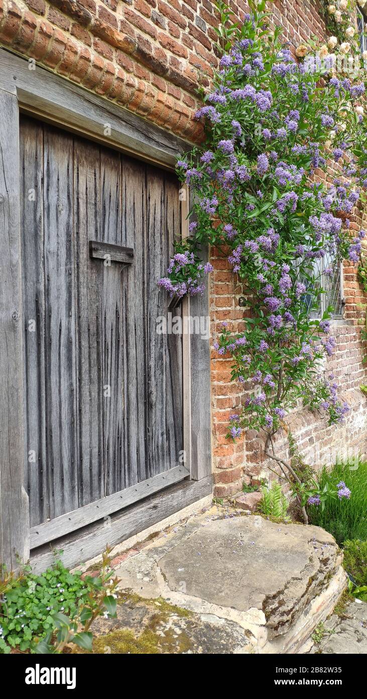 Oak door leading to the library sissinghust castle cranbrook kent ...
