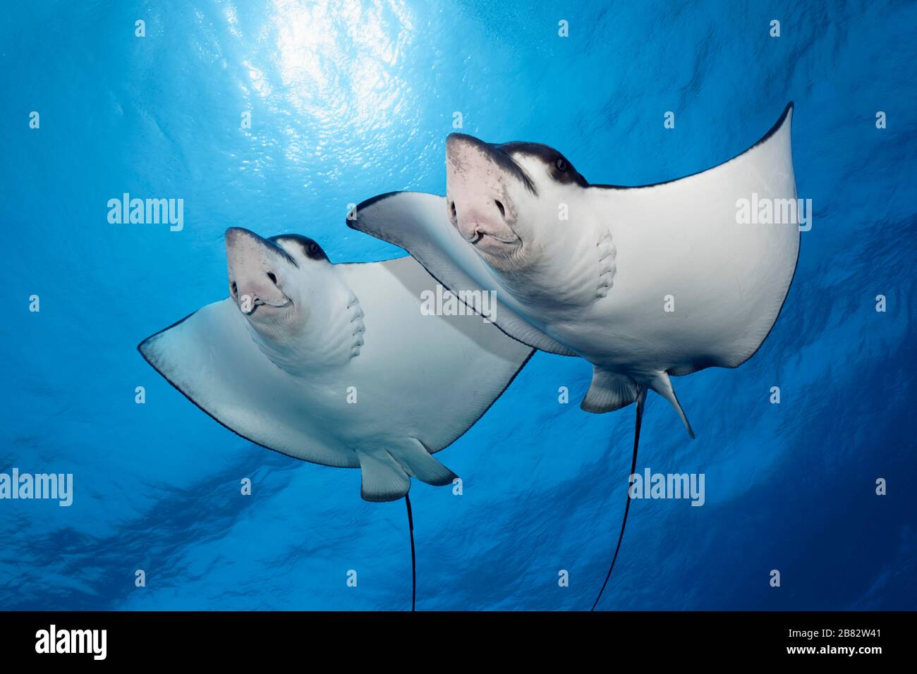 Australian Rays Two Spotted eagle rays (Aetobatus narinari) swimming against the light ...