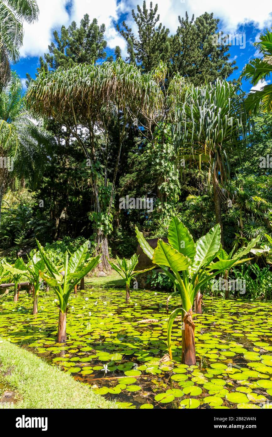 Water Banana Palms (Typhonodorum lindleyanum), Water Lily Pond