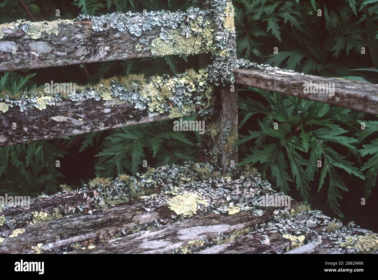 Moss and lichen grow on an old wooden bench seat in Tresco Gardens in the Isles of Scilly, Cornwall, England. Stock Photo