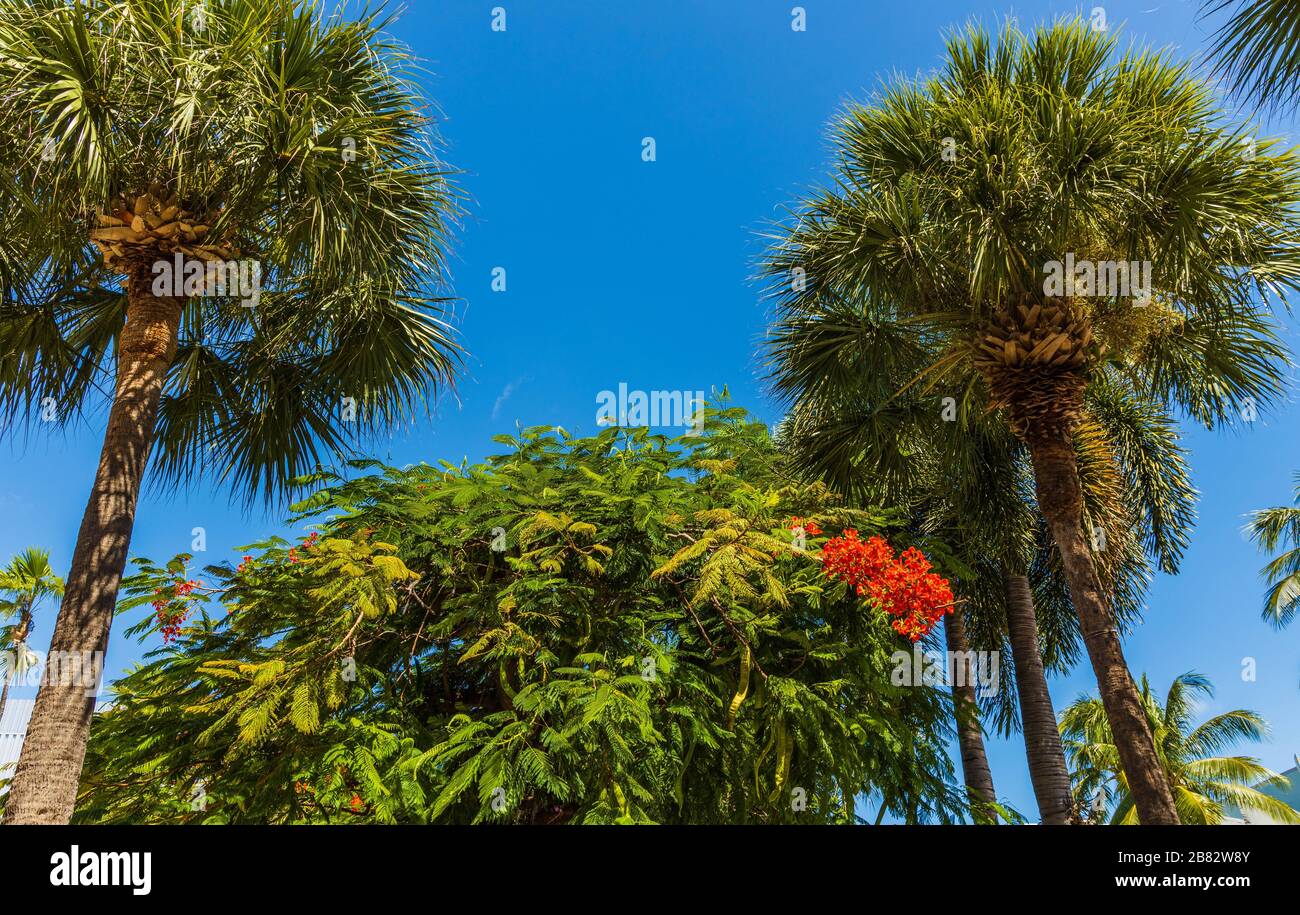 Gorgeous tropical landscape view. Green palm trees and red flowers on ...