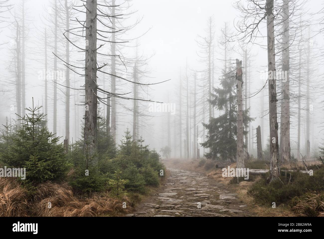 Kaiserweg, hiking trail through misty dead forest, dead due to drought and bark beetle infestation, Harz National Park, Lower Saxony, Germany Stock Photo
