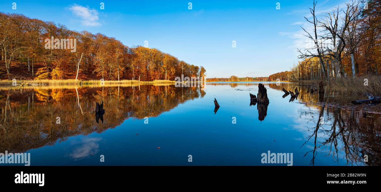 Schweingartensee in autumn, forest reflects, Mueritz National Park, subarea Serrahn, Mecklenburg-Vorpommern, Germany Stock Photo