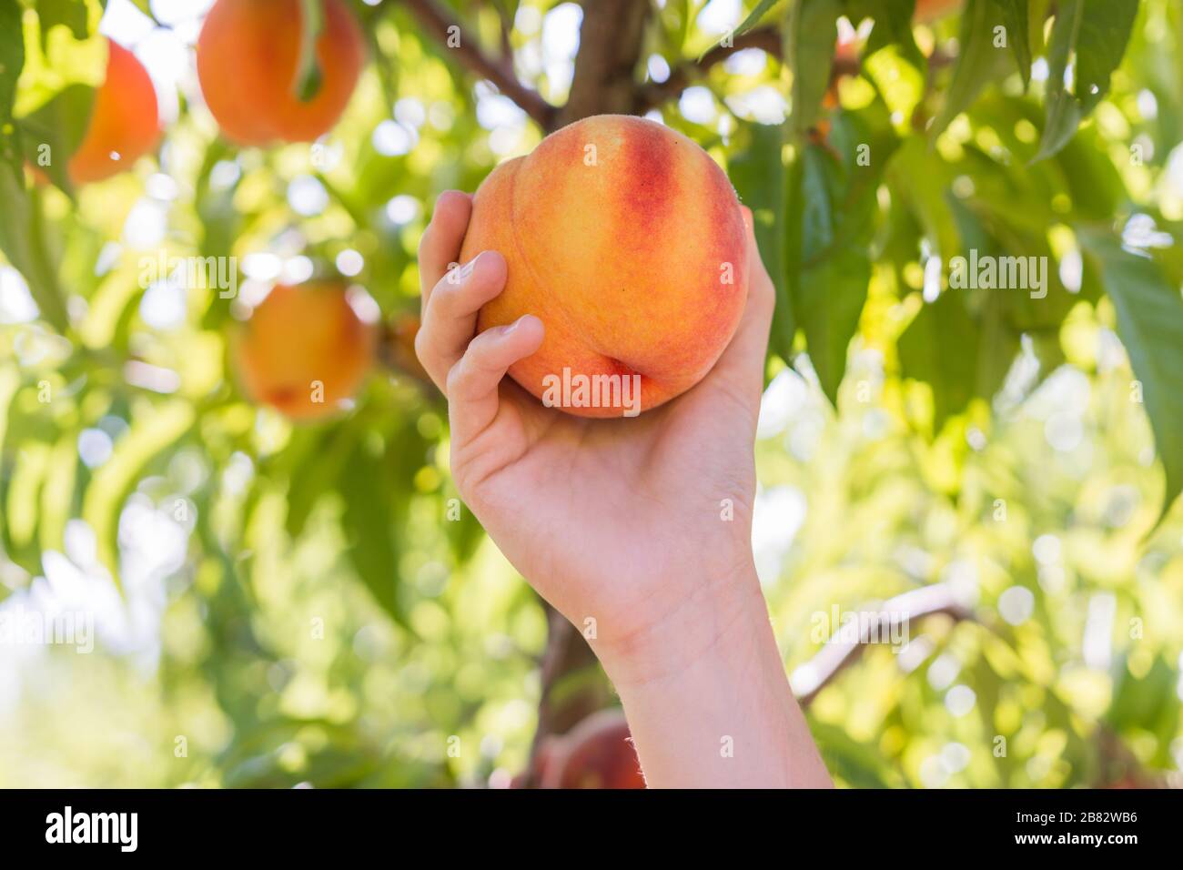 Picking fresh peaches from the tree in peach orchard Stock Photo Alamy