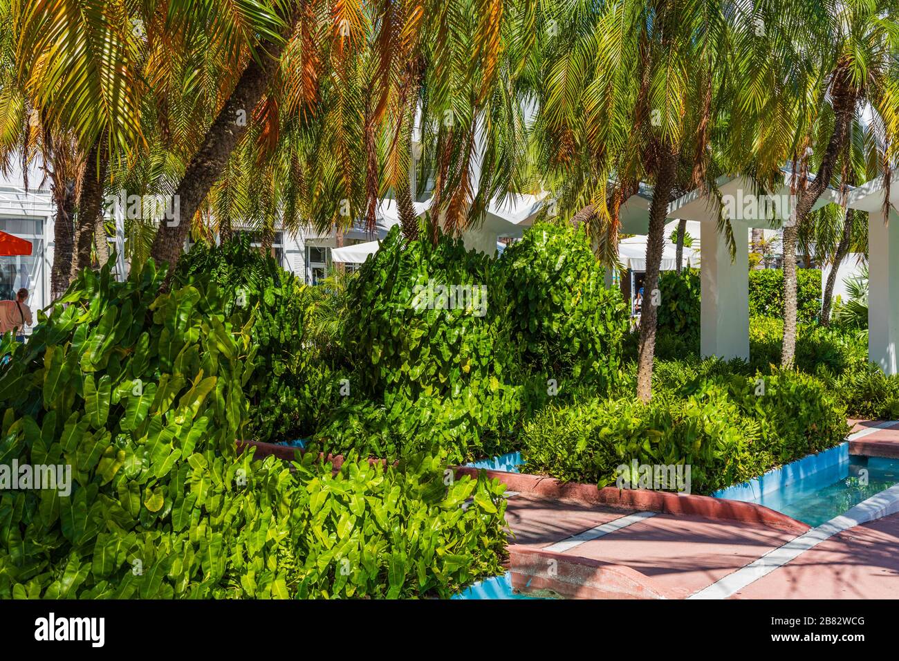Close up view of beautiful tropical plant with green tree palm leaves ...