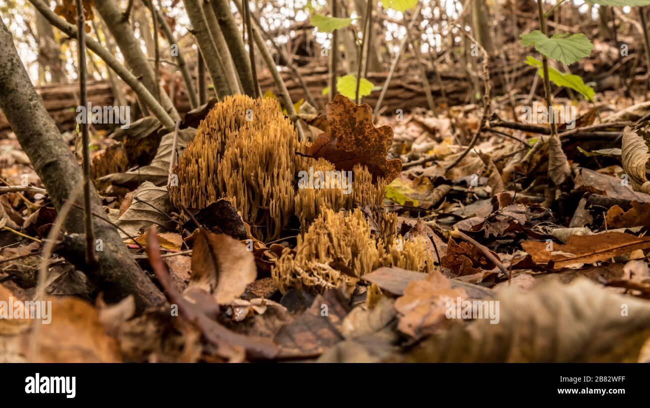 view of the Ramaria flaccida fungus in the forest in holland Stock Photo