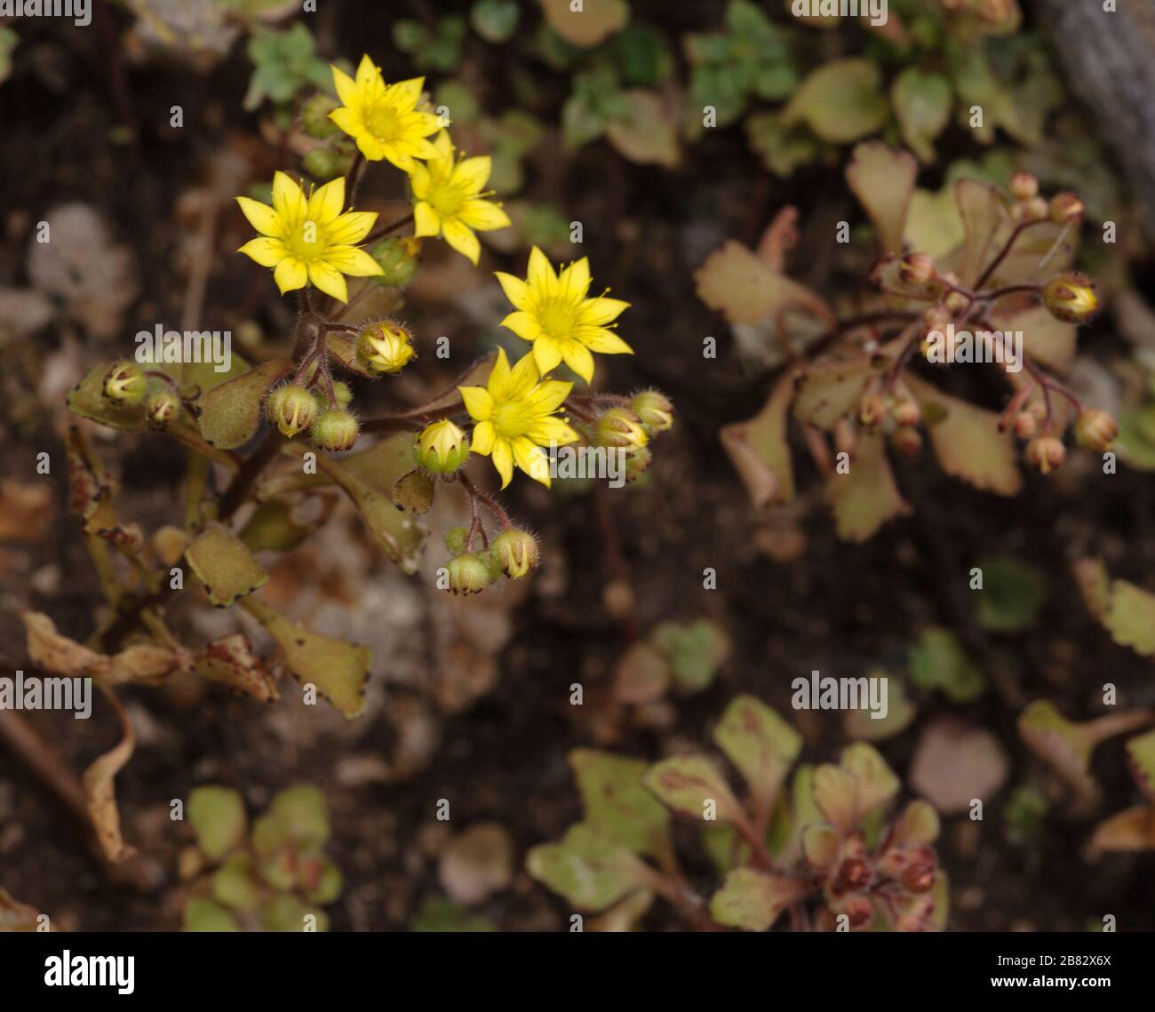 Aichryson punctatum, a Canary endemic Crassulaceae of humid Barrancos Stock Photo