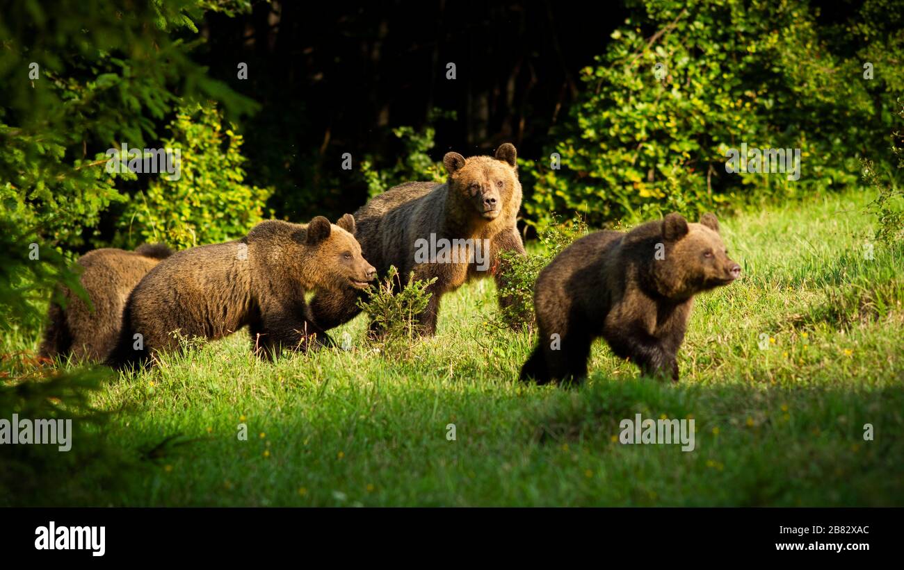 Brown bear family with dangerous mother and young cubs approaching in