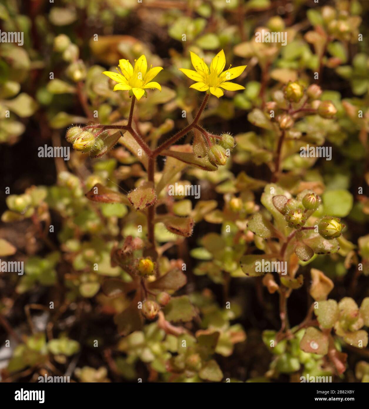 Aichryson punctatum, a Canary endemic Crassulaceae of humid Barrancos Stock Photo