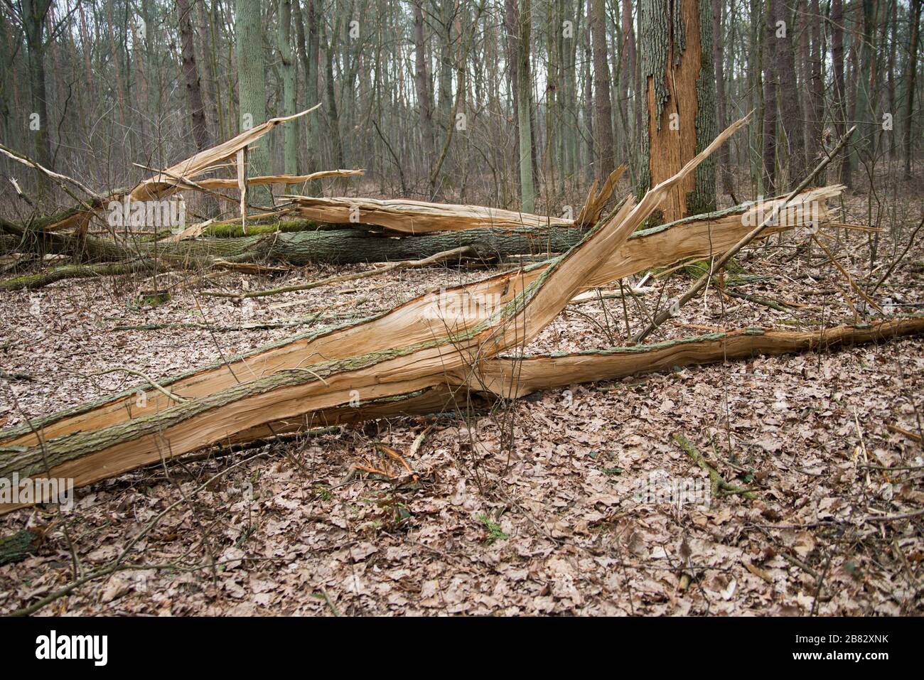 Fallen oak tree hires stock photography and images Alamy