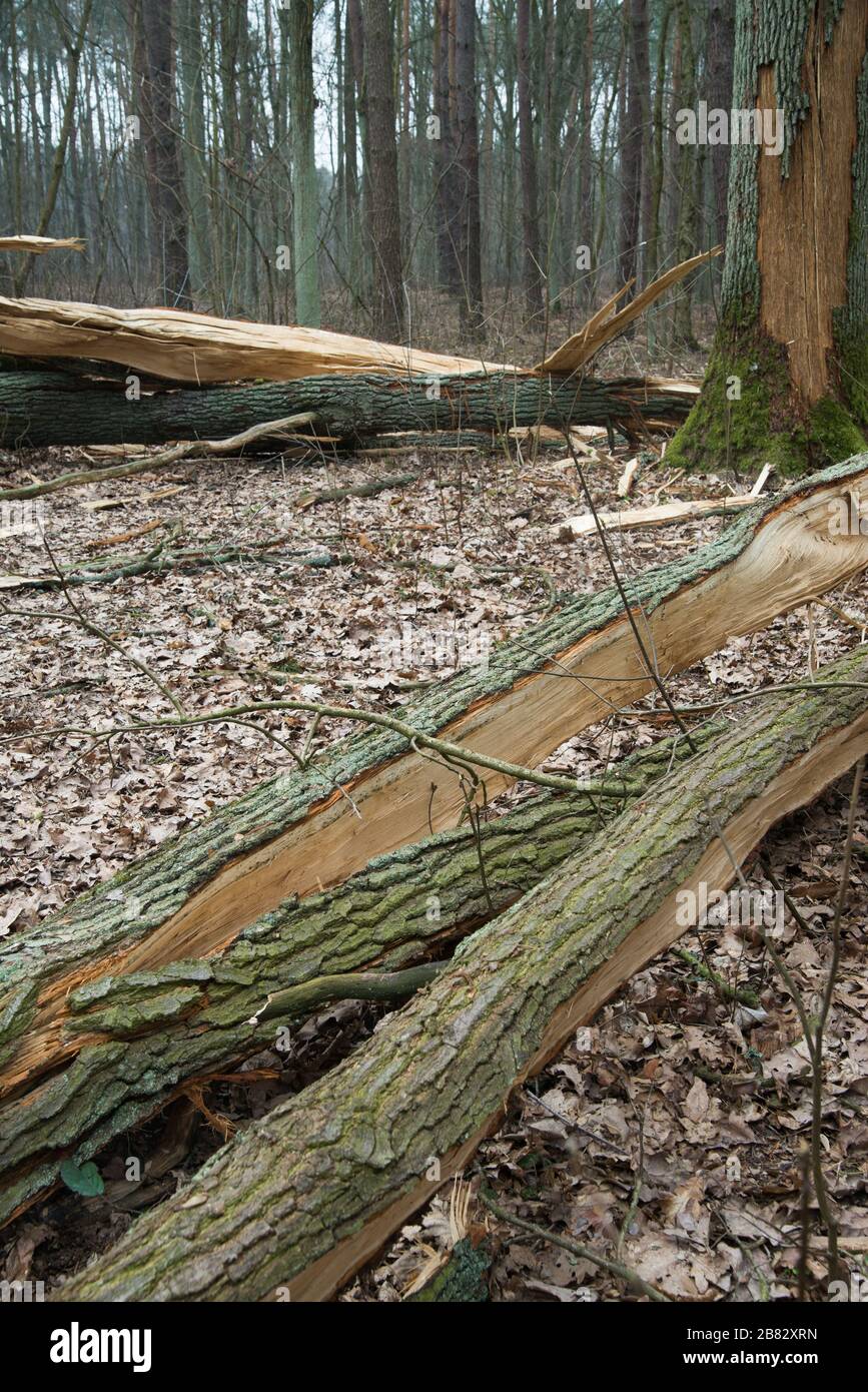 Fallen oak tree hires stock photography and images Alamy