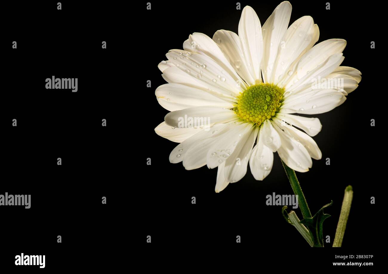 White daisy flower isolated and single with dark black background Stock Photo