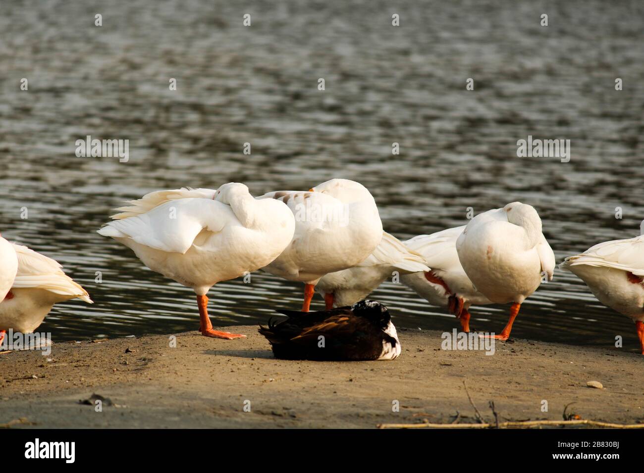 Sleeping ducks at lake side Stock Photo Alamy