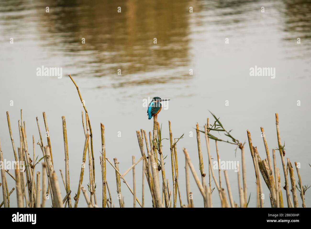 Kingfisher sitting on bamboo sticks at lake side Stock Photo