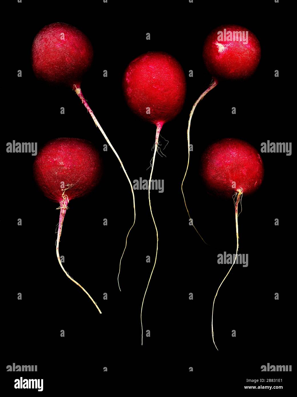 Group of Radishes against Black Background Stock Photo