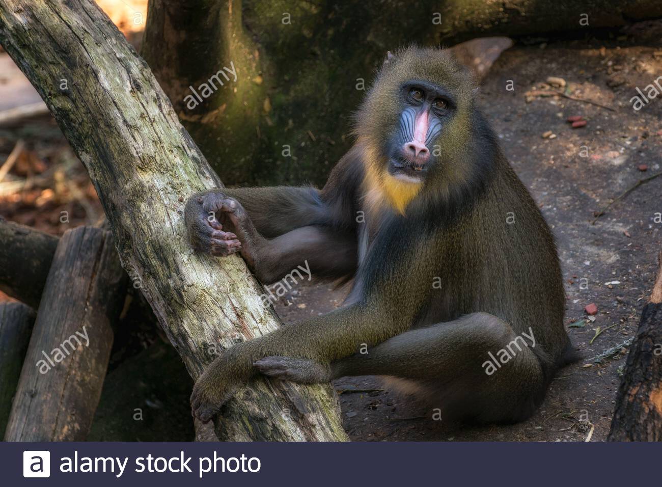 Mandrill Baboon High Resolution Stock Photography And Images Alamy Mandrill Baboon High Resolution Stock Photography And Images Alamy