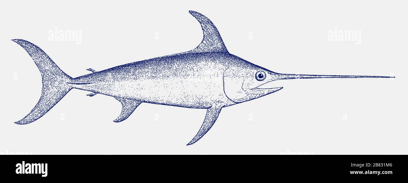 Adult swordfish, xiphias gladius, a fish from the tropical waters in