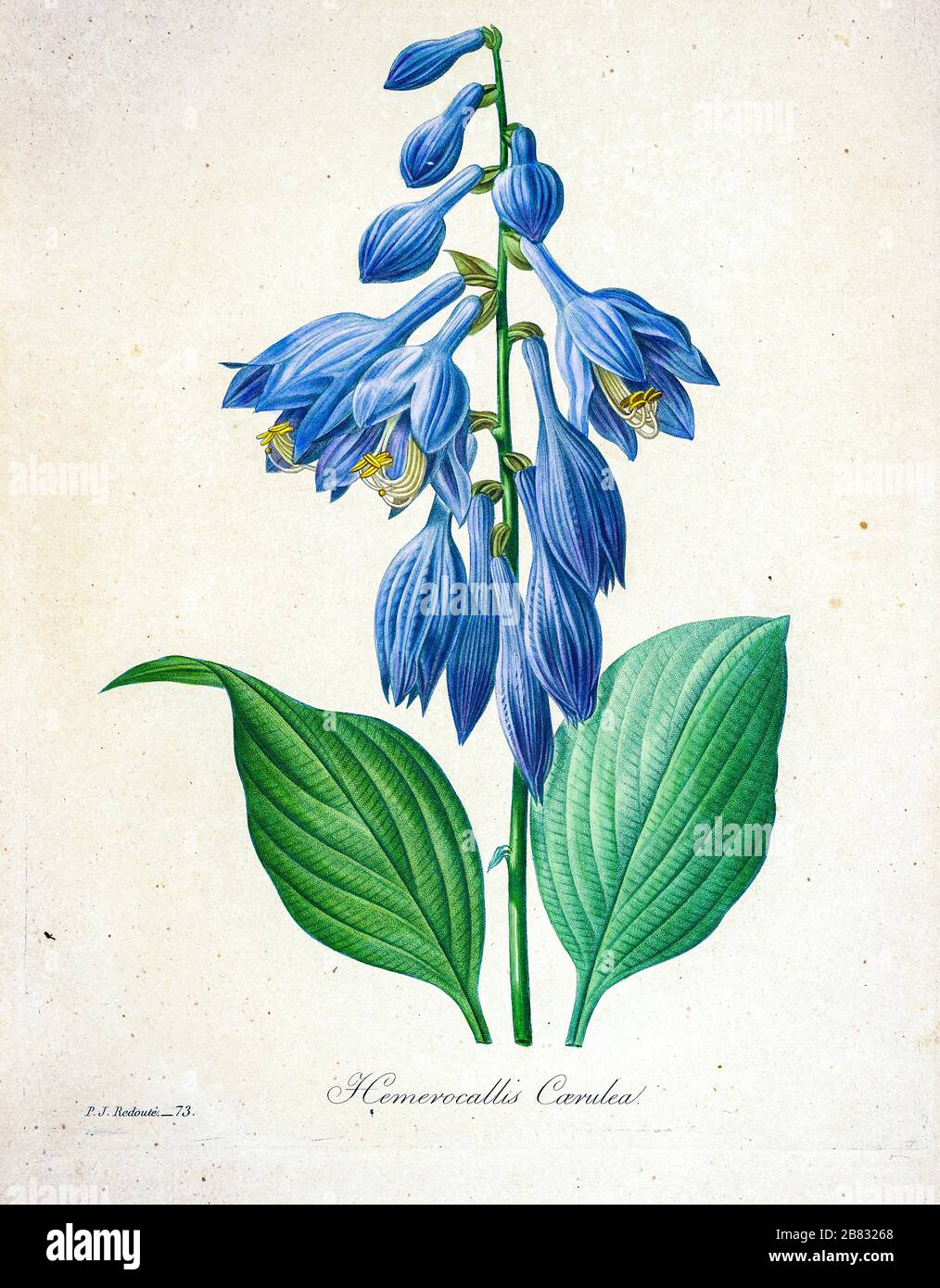 19th-century hand painted Engraving illustration of a Blue plantain lily, Hosta. Hosta ventricosa. [as Hemerocallis caerulea] flower, by Pierre-Joseph Redoute. Published in Choix Des Plus Belles Fleurs, Paris (1827). by Redouté, Pierre Joseph, 1759-1840.; Chapuis, Jean Baptiste.; Ernest Panckoucke.; Langois, Dr.; Bessin, R.; Victor, fl. ca. 1820-1850. Stock Photo