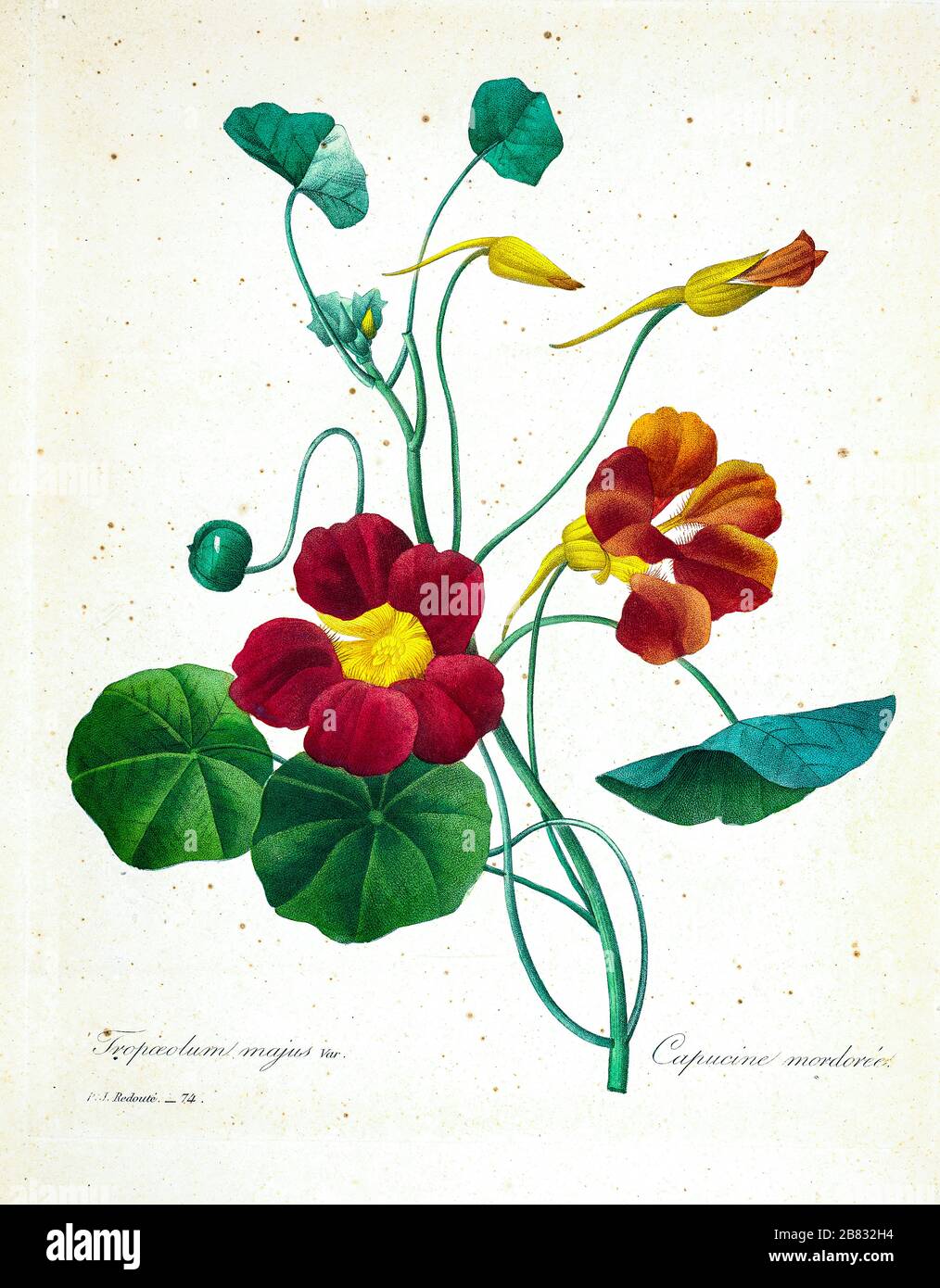 19th-century hand painted Engraving illustration of Tropaeolum majus (garden nasturtium, Indian cress, or monks cress) flowers, by Pierre-Joseph Redoute. Published in Choix Des Plus Belles Fleurs, Paris (1827). by Redouté, Pierre Joseph, 1759-1840.; Chapuis, Jean Baptiste.; Ernest Panckoucke.; Langois, Dr.; Bessin, R.; Victor, fl. ca. 1820-1850. Stock Photo