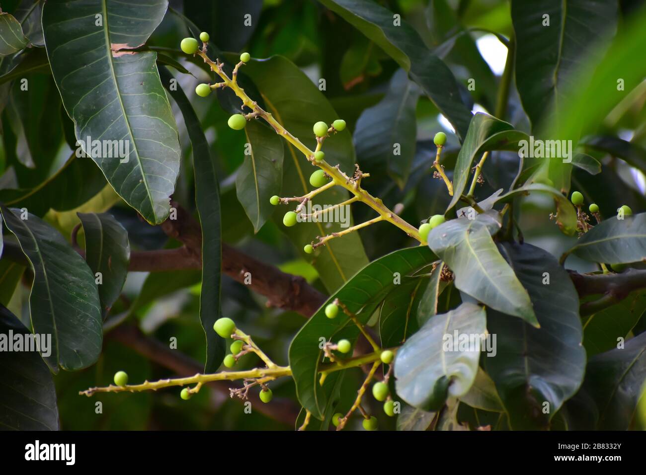 Flowers and buds of Mangifera indica, commonly known as mango with