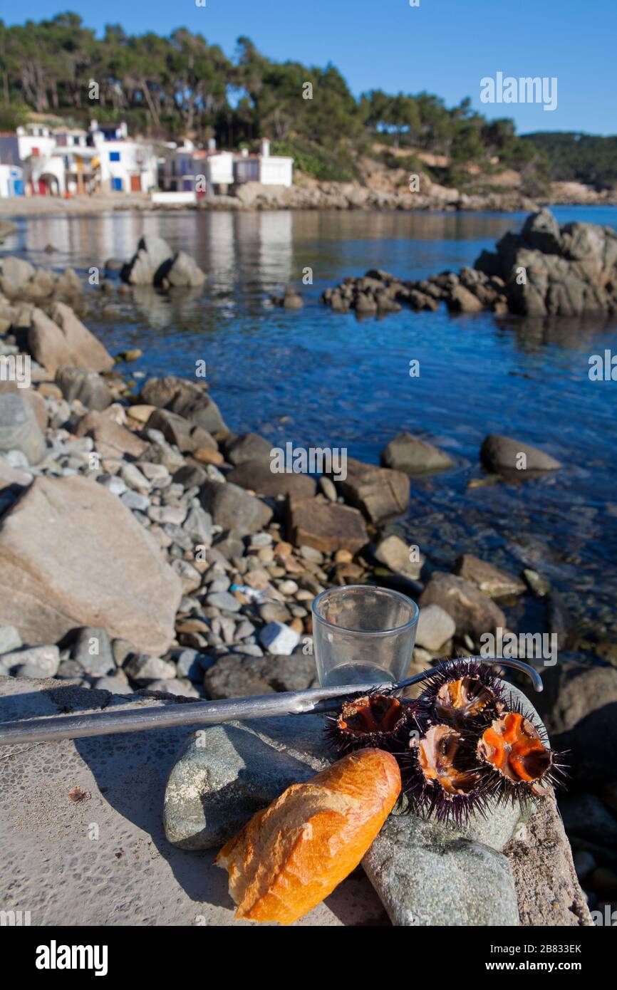 A breakfast by urchin in front of Cala s'Alguer outside Palamos in Costa Brava, Girona, Spain. Stock Photo