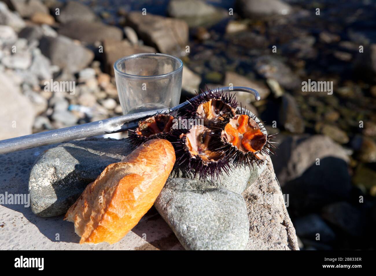 A breakfast by urchin in front of Cala s'Alguer outside Palamos in Costa Brava, Girona, Spain. Stock Photo