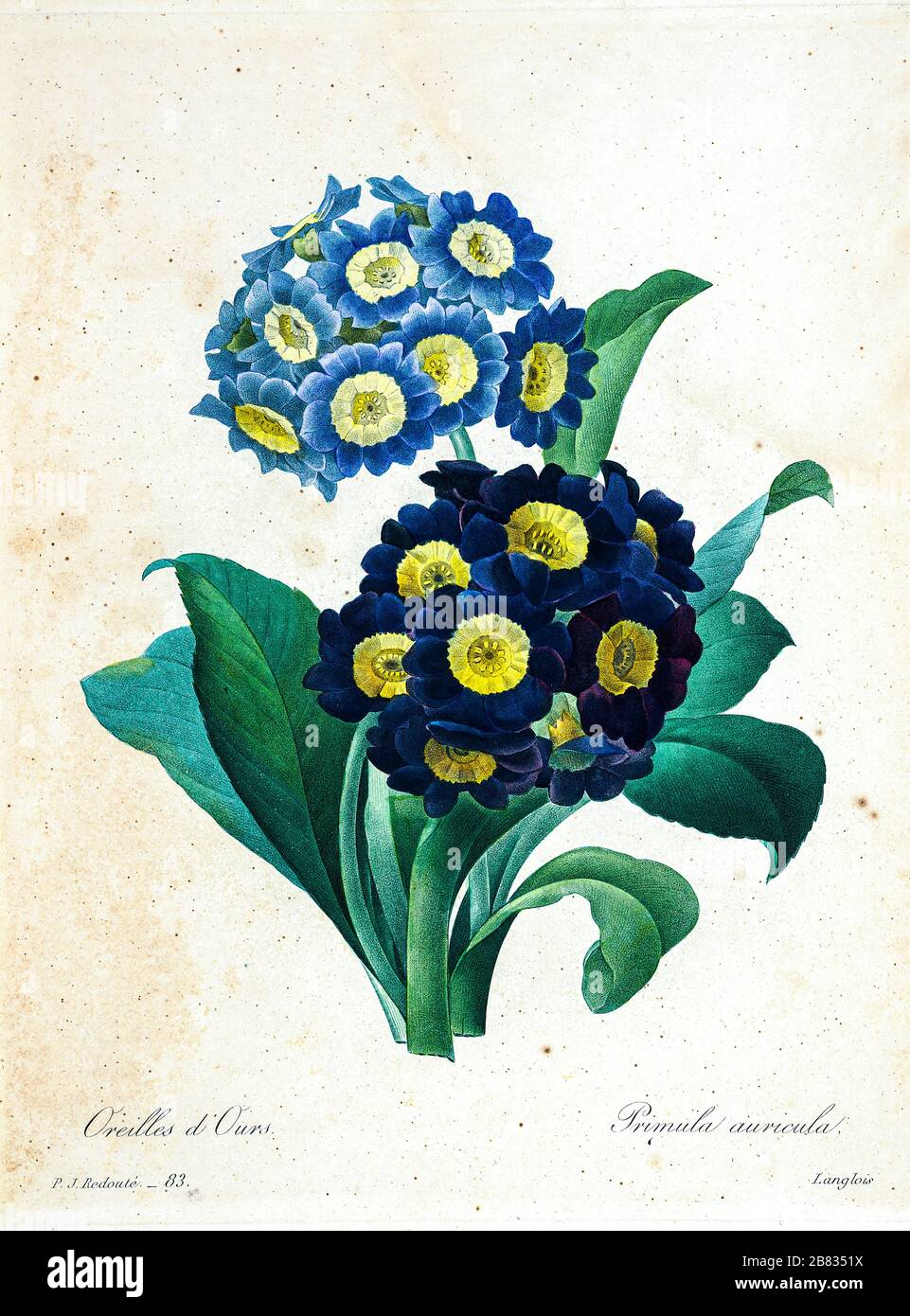 19th-century hand painted Engraving illustration of Primula auricula flowers, often known as auricula, mountain cowslip or bear's ear  flower, by Pierre-Joseph Redoute. Published in Choix Des Plus Belles Fleurs, Paris (1827). by Redouté, Pierre Joseph, 1759-1840.; Chapuis, Jean Baptiste.; Ernest Panckoucke.; Langois, Dr.; Bessin, R.; Victor, fl. ca. 1820-1850. Stock Photo