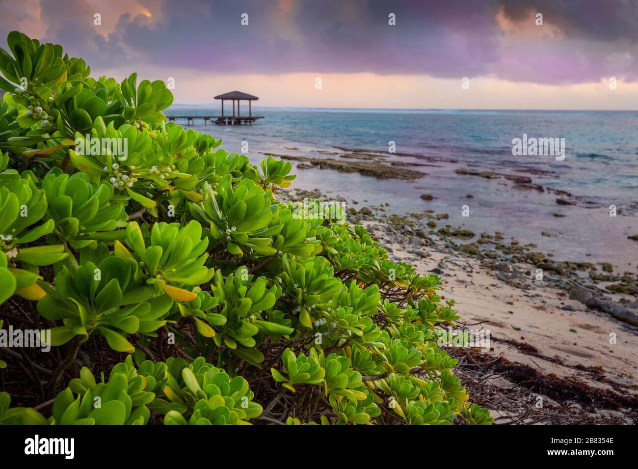 Green bush on beach at sunrise with hut, Grand Cayman Island Stock Photo